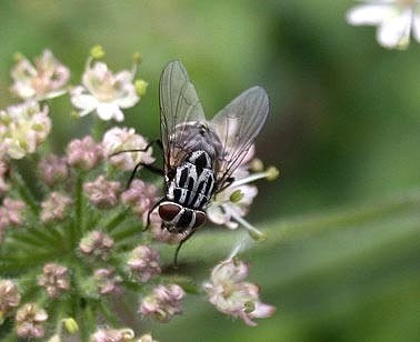 Graphomyiamaculata240804